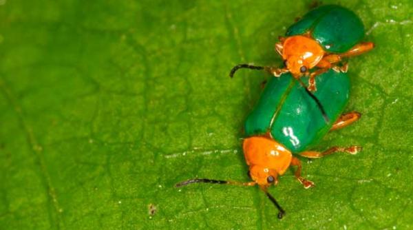 gandacii tin la curatenia corporala