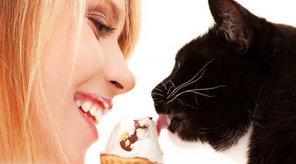 pisicutele nu cunosc gustul dulce al ciocolatei