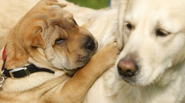 sua cainii isi pot vizita stapanii internati in spital cu ajutorul unui voluntar