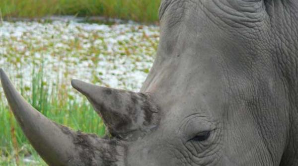 racanul de afaceri si rinocerul