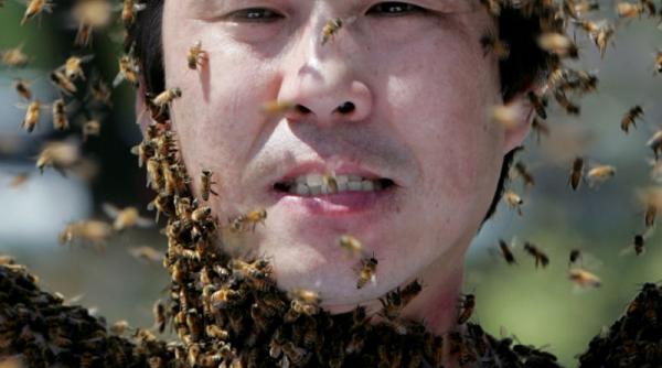 76 de calugari budisti au ajuns la spital dupa ce au fost atacati de albine