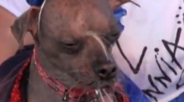 video cel mai urat caine din lume altfel e dulce sensibil si prietenos