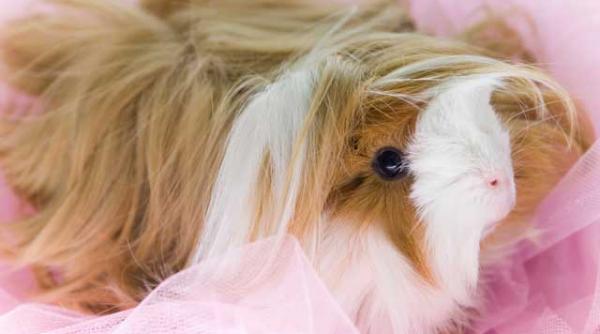 o romanca risca aproape doi ani de inchisoare dupa ce si a lasat porcusorul pe blacon fara apa rozatorul a murit in chinuri