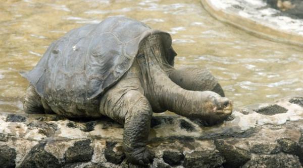 singuraticul george ultimul exemplar din subspecia broastelor testoase de pinta a murit