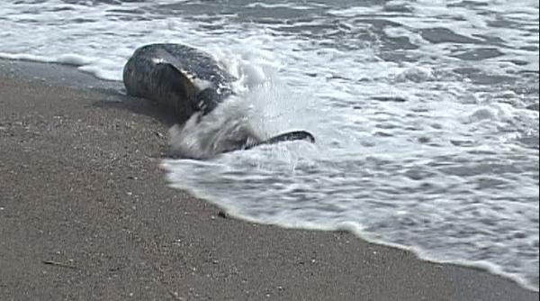 surprize olfactive pe litoralul romanesc oceanic club nu mai ridica de pe plaje delfinii morti vezi de ce