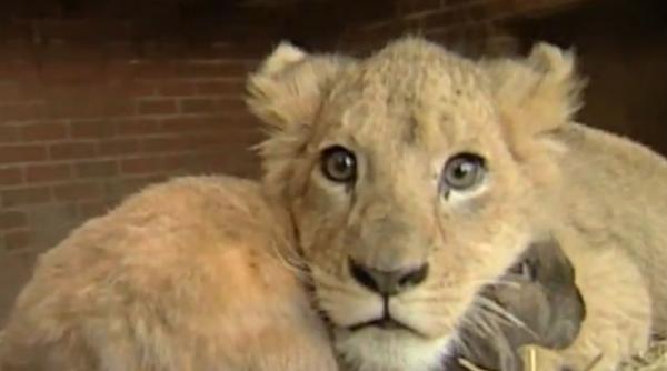 video viata bate animatia un leu un caine si un iepure se joaca impreuna si au devenit prieteni