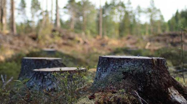 jumatate din padurile noastre vanate de straini