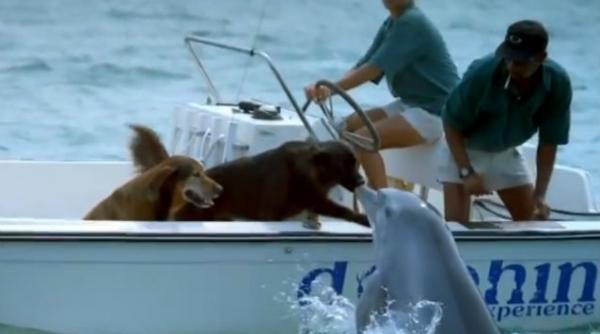 video un delfin saruta un caine