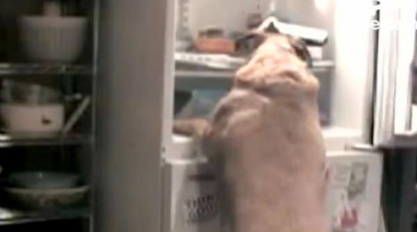 un caine flamand fura mancare din frigider vezi filmuletul care a amuzat mii de persoane