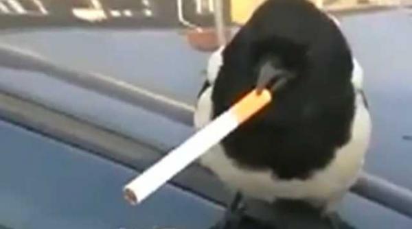 o cotofana se apuca de fumat video