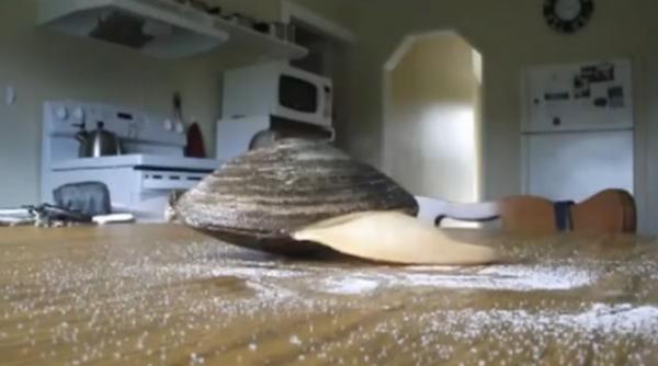 o scoica linge sare de pe masa vezi filmuletul care a amuzat sute de mii de persoane in cateva zile