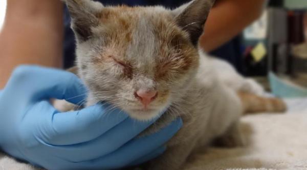 o pisicuta clandestina a supravietuit calatoriei cu vaporul de la shanghai la los angeles fara hrana si apa