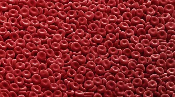 ce sunt albuminele si globulinele serice