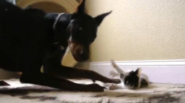 o pisicuta ataca un caine vezi filmuletul care a amuzat sute de persoane in cateva zile