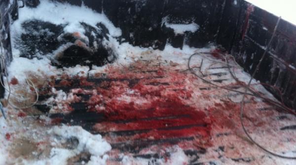 moartea caprioarei de comisar sef alexandru roxin