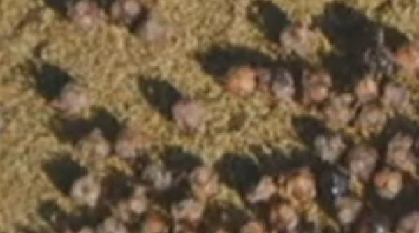 video mii de creaturi misterioase au aparut pe plajele din hawaii