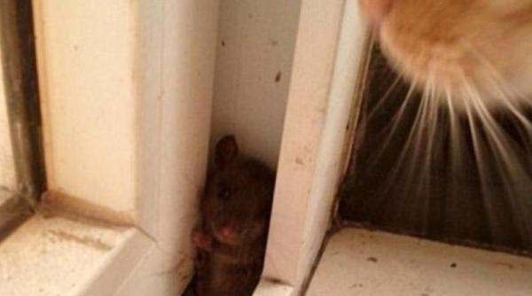 un soricel pus la colt de o pisica fuge asteapta ca mata sa se plictiseasca si sa plece sau devine masa de pranz a felinei