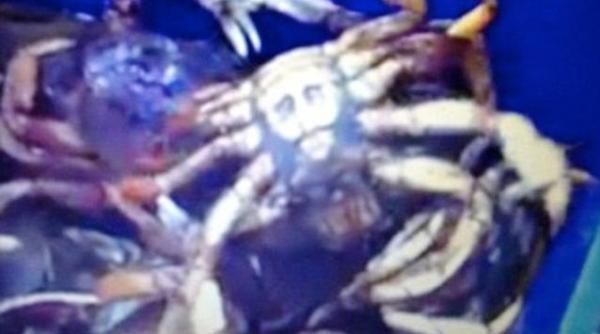 cel mai bizar crustaceu din lume