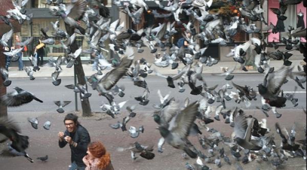 video au dat laxative pescarusilor zburatoarele s au dezlantuit necontrolat