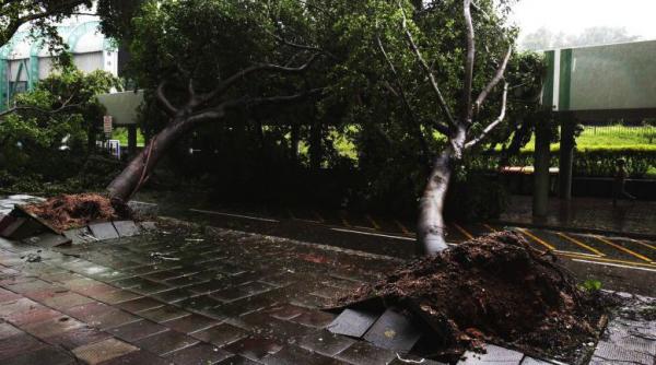 prapad in hong kong in urma trecerii taifunului vicente zeci de oameni raniti sute de copaci rupti scoli inchise transport public paralizat video