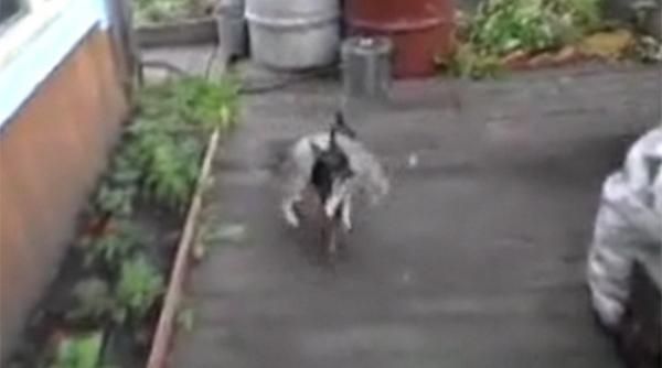 video in mama rusie cainii chihuahua iti aduc inapoi acasa matele ratacitoare
