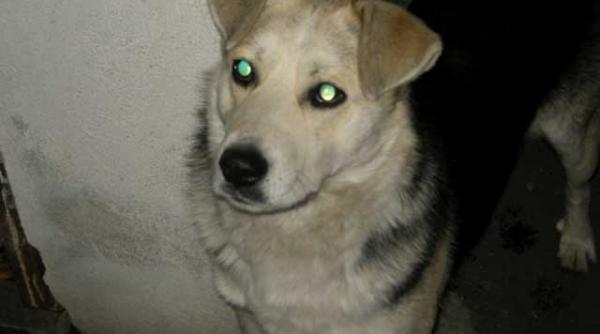 oportunistul nativ drepturi de locatar si obligatii de vagabond