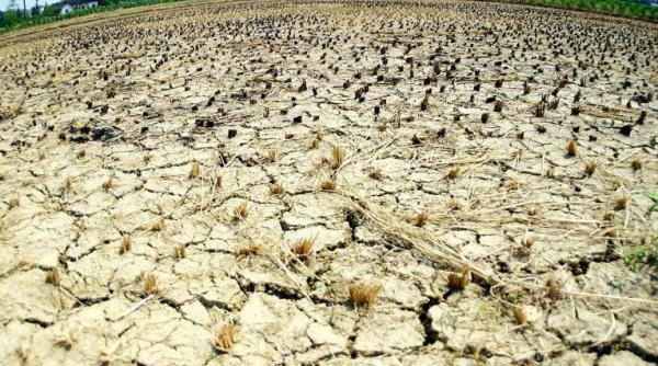 reprezentantii agricultorilor cer decretarea starii de urgenta din cauza secetei avem rezerve de cereale pentru doua saptamani