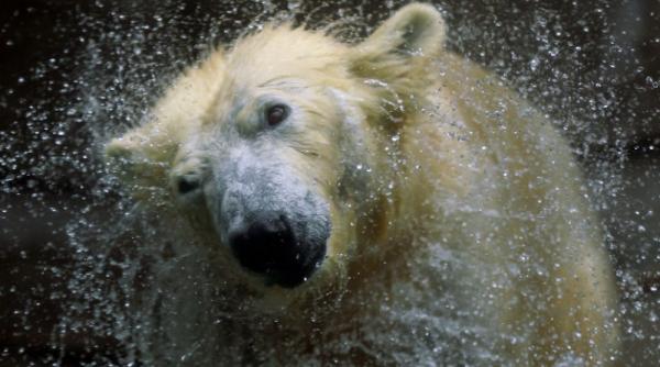 ursii polari au mai trecut cu succes prin incalziri globale