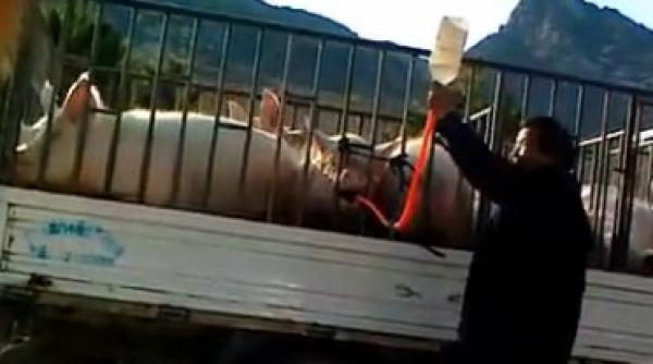 cum ingrasi porcul in 30 de minute il umfli cu apa video