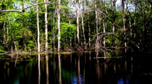 alabama o fetita de noua ani s a sacrificat pentru a si salva fratele mai mic de la inec