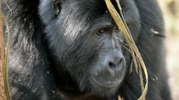 o gorila s a spanzurat in gradina zoologica de la praga