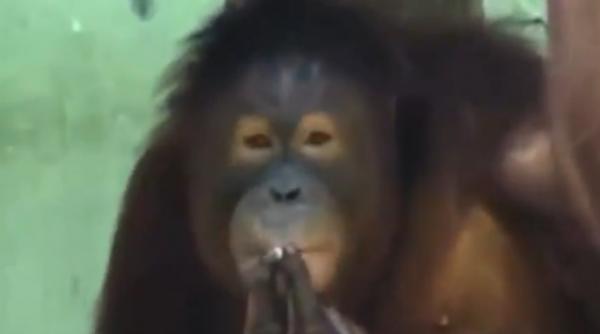 video cum determini un urangutan sa renunte la fumat