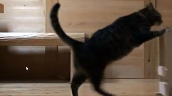 un clip de 12 secunde cu o pisica pe care nu vei regreta daca il vezi filmuletul a amuzat mii de persoane in cateva zile