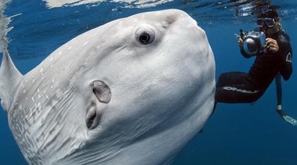 aparitie surprinzatoare in apele californiene ce cauta aici mola mola