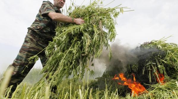 doi maghiari arestati dupa ce au cultivat canabis in judetul tulcea unde au o casa de vacanta