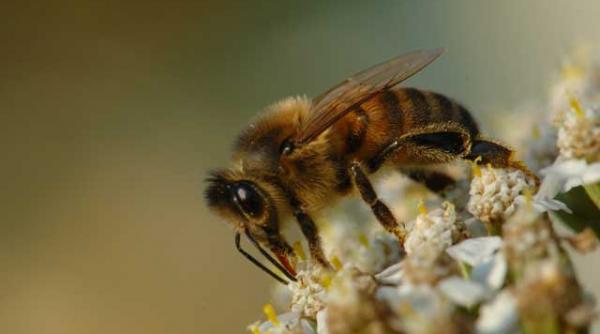 miedul daciei sau melikraton bautura zeilor