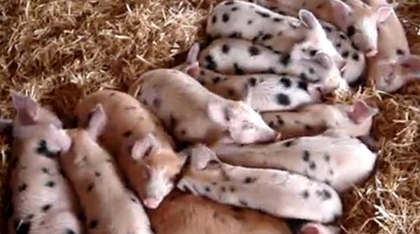 vezi cum danseaza urechile unor purcelusi adormiti