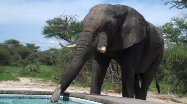 video cum reactionezi daca un elefant vine sa bea apa din piscina in care faci baie