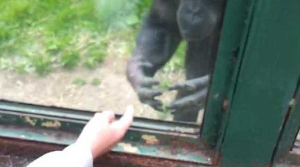 emotionant un cimpanzeu cere sa fie eliberat din cusca video