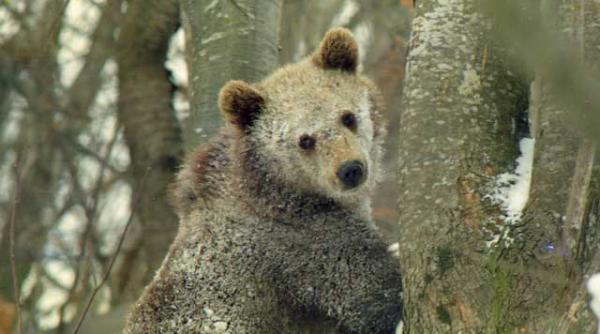 ursoterapia cancerului actualitati bucovinene