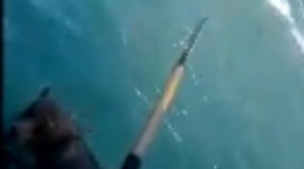 video pui de urs prins intr un vartej de apa salvat de trei pescari