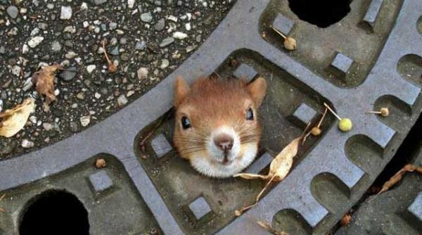 de cati politisti e nevoie sa scoti o veverita prinsa intr un capac de canal