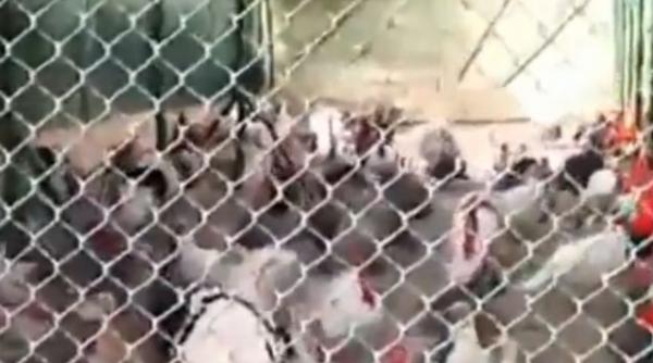 razi cu lacrimi vezi confruntarea om curcani