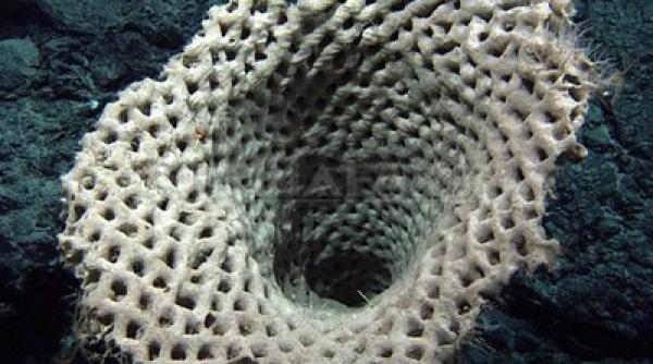 tratamente anticancer de pe fundul oceanelor