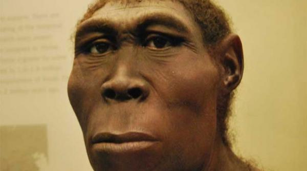 homo erectus nu a fost singur stramosul nostru a trait impreuna cu alte doua speci umane