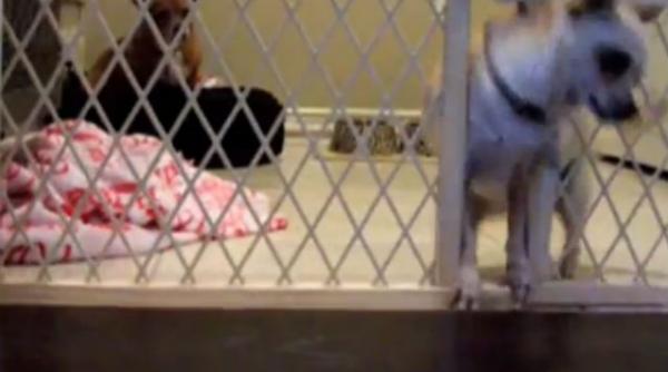 video cea mai amuzanta evadare a unui caine cum reuseste un chihuahua sa scape dintr o cusca