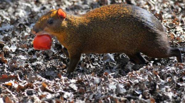 cei mai cinstiti hoti se afla la tropice