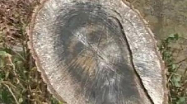 multi cred ca e o minune divina cum au ajuns oamenii sa se inchine unui ciot video