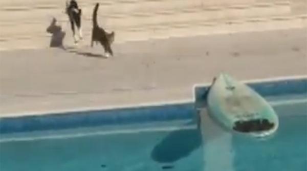 vezi ce smecherie face o pisica pentru a scapa din falcile unui caine video