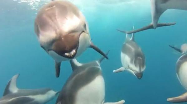 video impresionant cum au schimbat mai multi delfini o zi obisnuita de pescuit